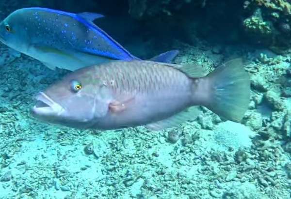 單帶尖唇魚(單帶龍) Oxycheilinus unifasciatus