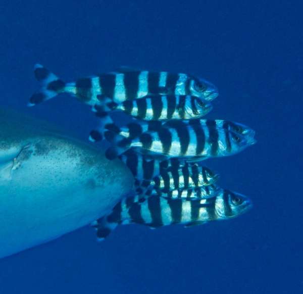 黑帶鰺(領航魚) Naucrates ductor