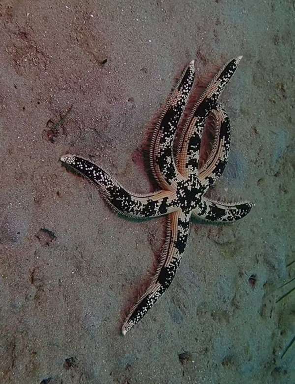 澳洲砂海星(砂海星) Luidia australiae