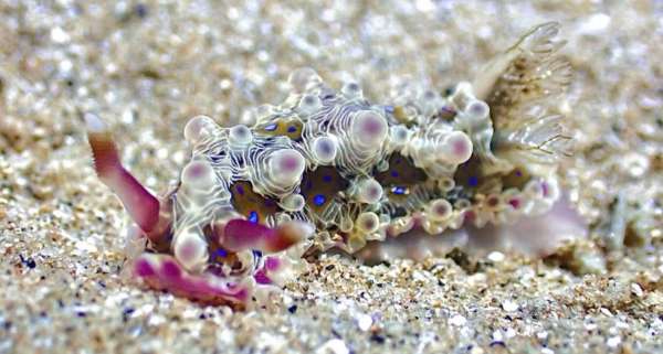 克氏枝鰓海牛(克氏枝鰓海蛞蝓) Dendrodoris krusensternii