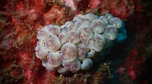 巨叢沒藥灰翼海牛(巨葉鰓海蛞蝓) Phyllodesmium magnum