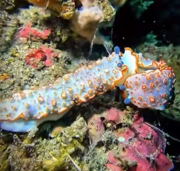 華麗膚鰓海蛞蝓(華麗海蛞蝓) Dermatobranchus ornatus