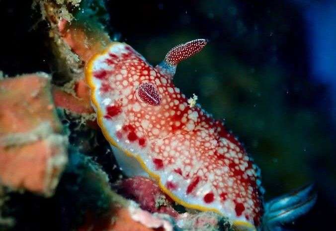 細紋多彩海牛(細紋多彩海蛞蝓) Goniobranchus reticulatus