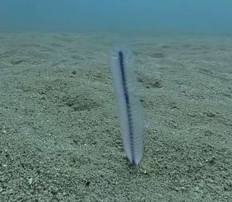 細長海鰓(細長海筆) Virgularia mirabilis