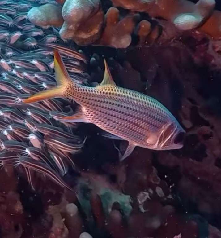 銀色新東洋金鱗魚(銀色金鱗魚) Neoniphon argenteus
