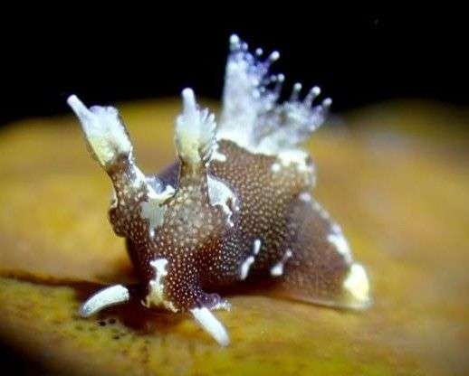 褐隅海牛(褐隅海蛞蝓) Trapania brunnea