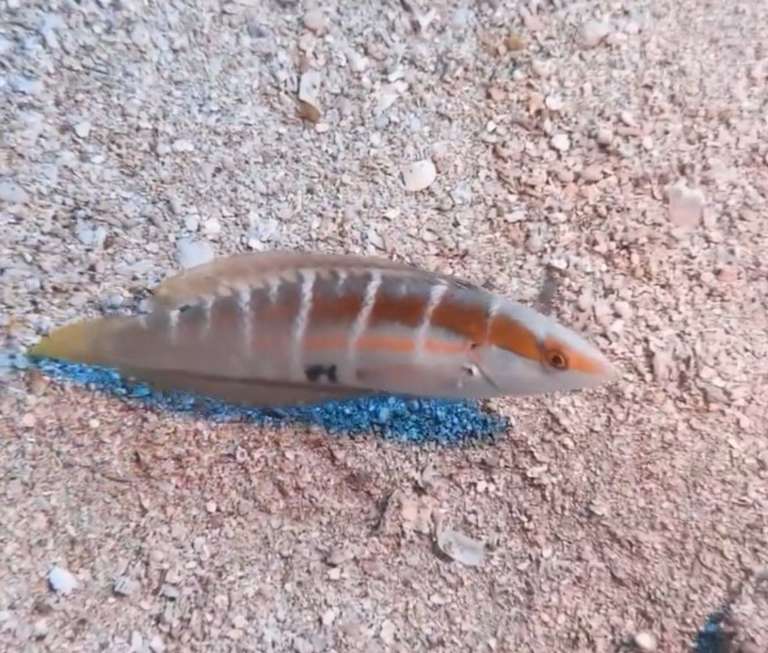 背斑盔魚 Coris dorsomacula