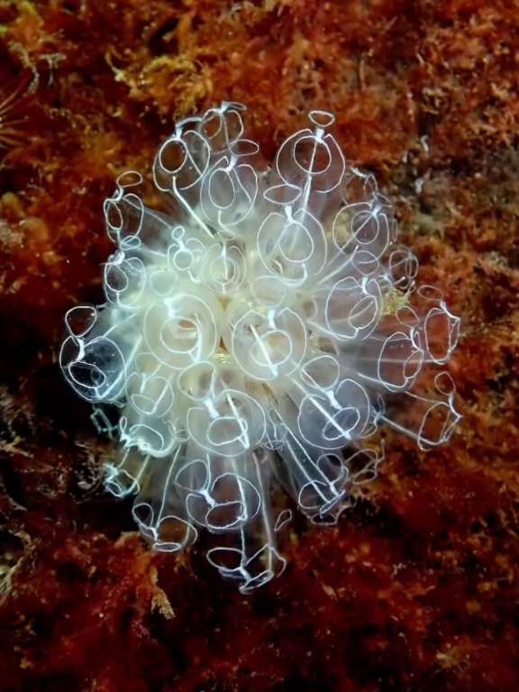 燈泡海鞘(燈泡簇海鞘) Clavelina lepadiformis
