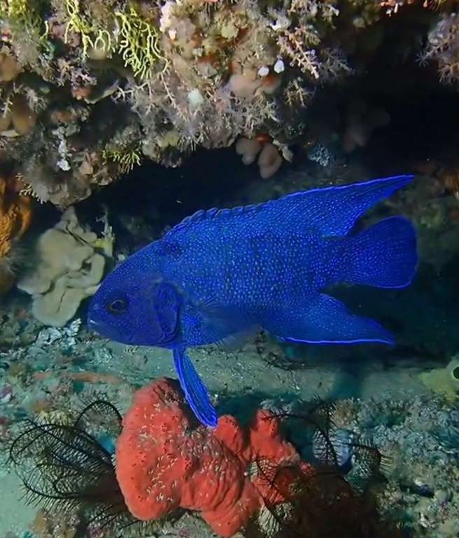 藍副鮗(藍副七夕魚) Paraplesiops meleagris