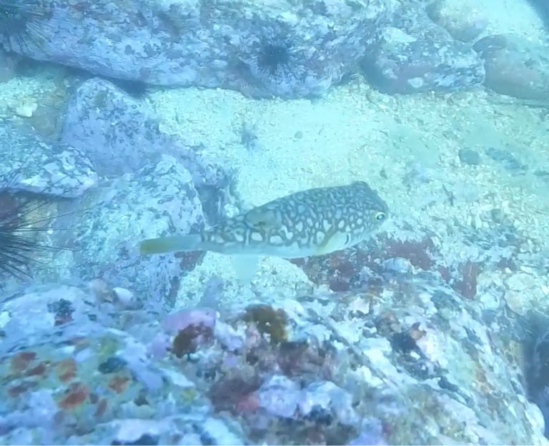 鉛點多紀魨(黃雞泡) Takifugu alboplumbeus