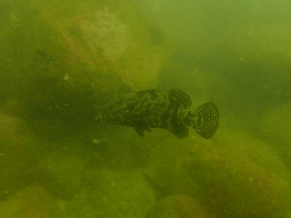 龍虎斑(沙巴龍躉/珍珠躉) Epinephelus fuscoguttatus × Epinephelus lanceolatus