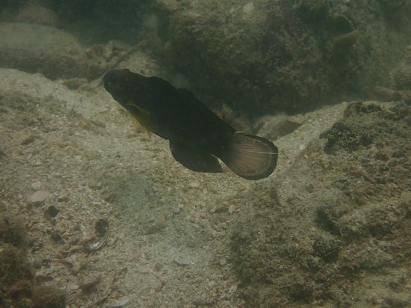 尾斑鈍鰕虎 Amblygobius phalaena