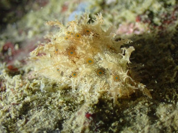 黃斑燕尾海麒麟(海兔) Bursatella leachii