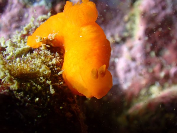 平滑裸海蛞蝓(橘紅海蛞蝓) Gymnodoris inornata