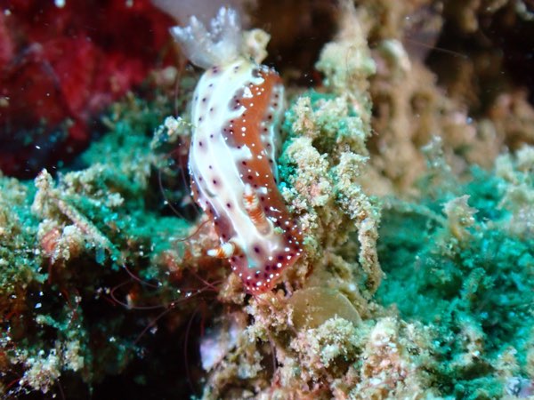 斑紋多彩海牛(紅斑多彩海蛞蝓) Hypselodoris decorata