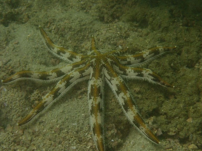 斑砂海星 Luidia maculata