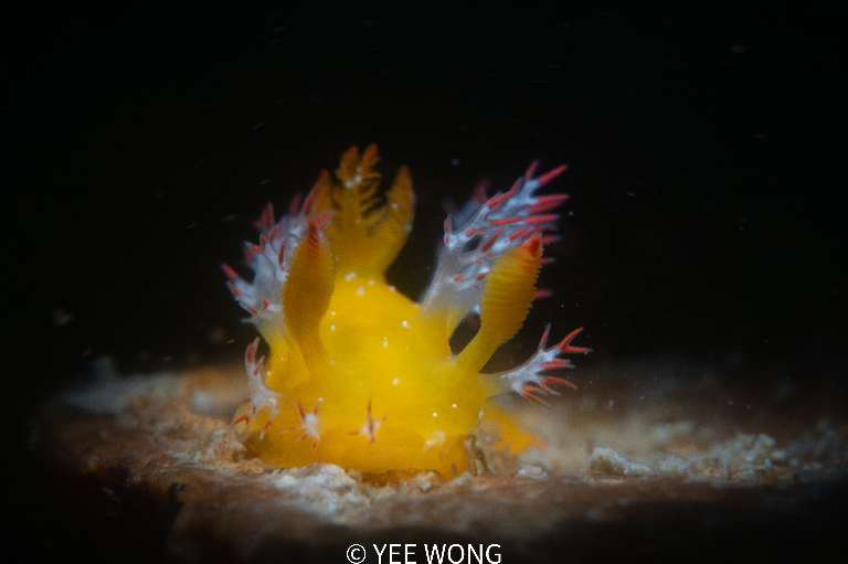 著火卷髮多角海牛(著火卷髮海蛞蝓) Kaloplocamus acutus
