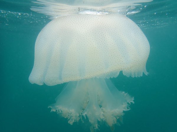 砂海蜇 (黃斑海蜇 / 沙海蜇) Rhopilema hispidum