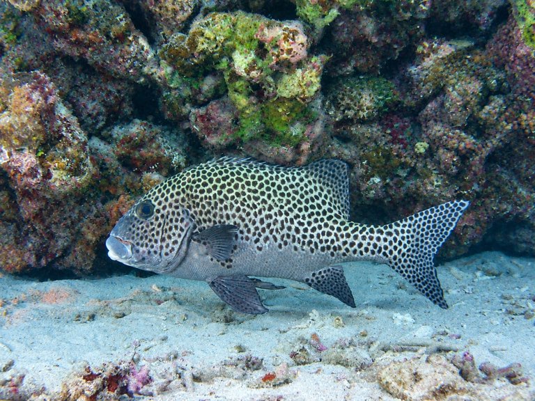 暗點胡椒鯛(花旦石鱸) Plectorhinchus picus
